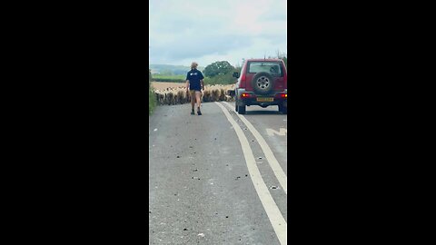 Angry scott road rage at sheep