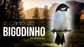 ✅BIGODINHO - Canto Clássico - Canto Lindo do Bigodinho [Sporophila Lineola]