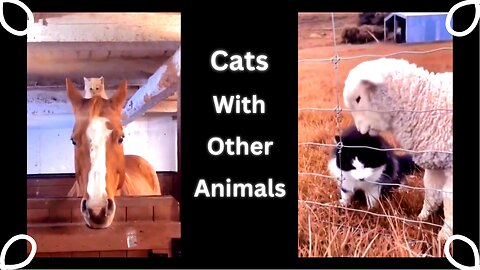 Behavior Of Cats With Other Animals #cutecats