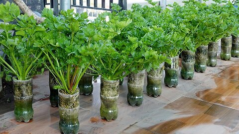 Growing Celery is very simple with just a few small plastic bottles and lush vegetables.