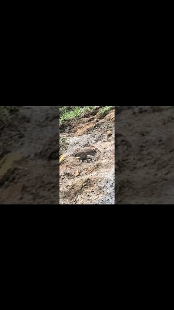 The Lone Ranger. Baby guinea fowl loves to adventure