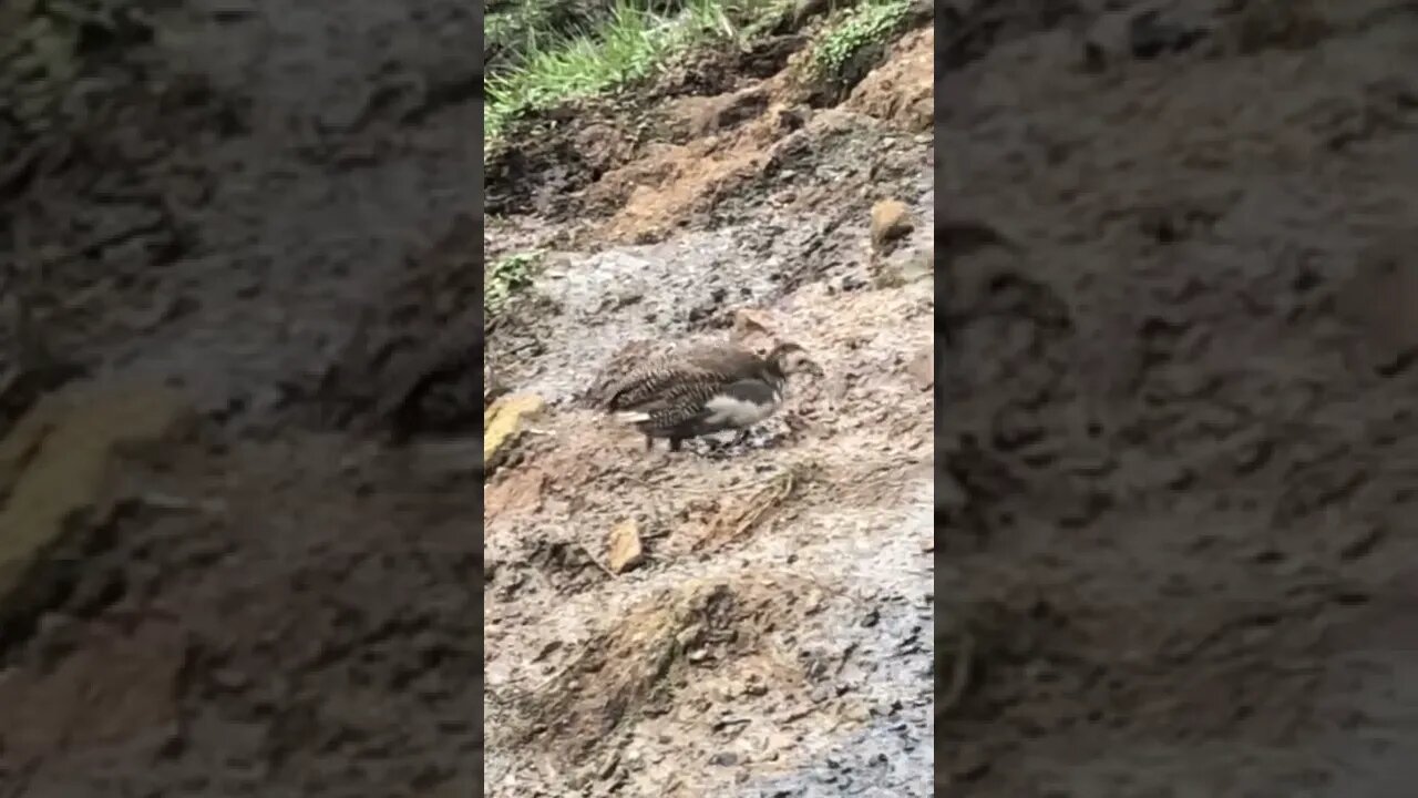 The Lone Ranger. Baby guinea fowl loves to adventure