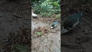 Bronze Pied Muscovy duck and a Silver