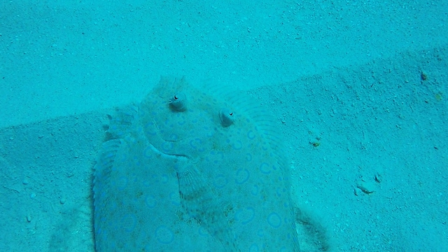 Beautiful fish is one of the world's best camouflage artists