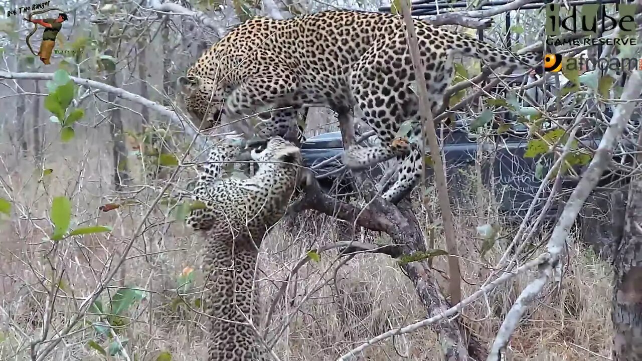 Leopard And Cub - Life Outside The Bushcamp - 46: Mother And Daughter Interactions