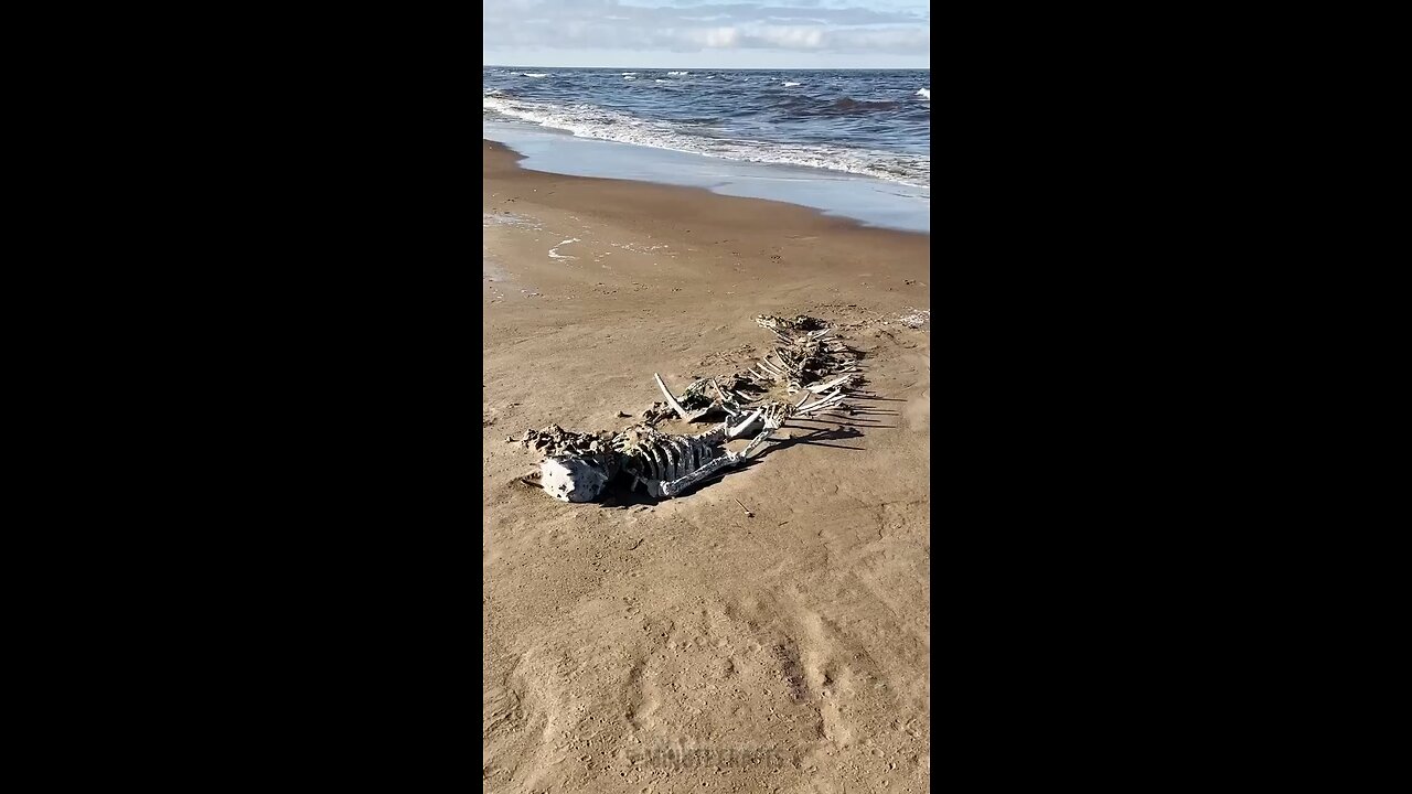 Is it possible that this is real?