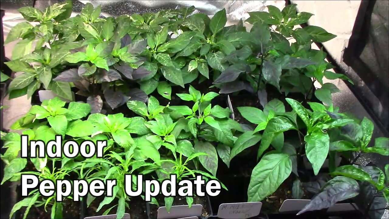 Indoor Pepper Plant Update - Carnivorous Plants Too