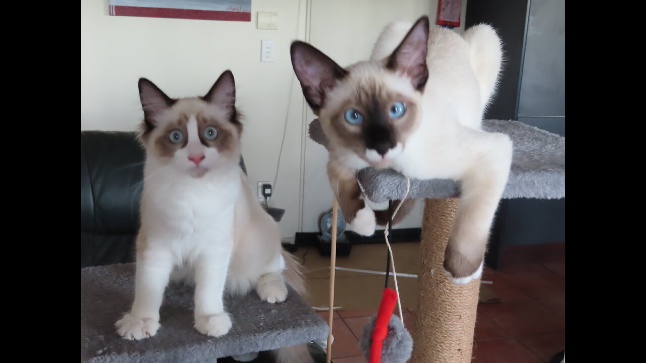 Before you buy cat litter, watch this first!