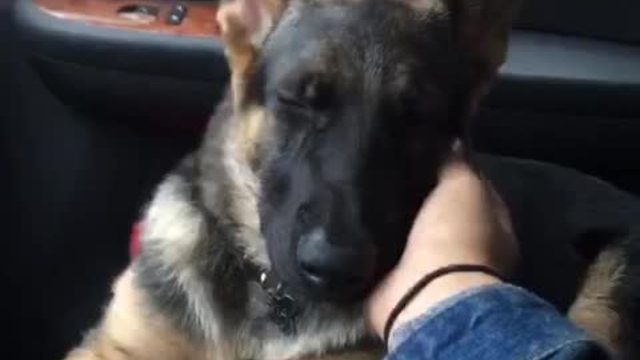 Then and now proves German Shepherd loves scratches