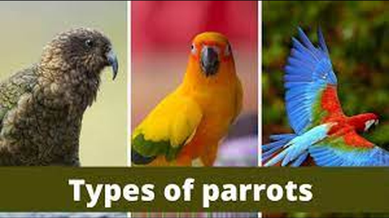 FUNNY AND CUTE PARROTS - TRY NOT TO LAUGH!! ❤️🦜