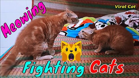 Crazy cat fight😹😹