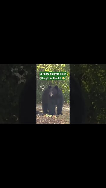 A Beary Naughty Thief Caught in the Act #Shorts