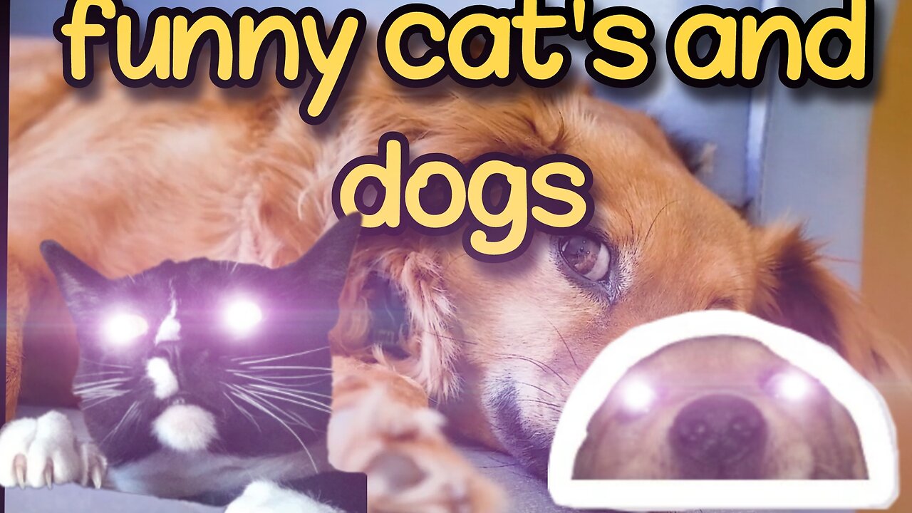 Funny cat's and dogs _funmy animals