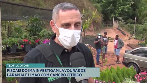 Teófilo Otoni: fiscais do ima investigam lavouras de laranja e limão com cancro cítrico