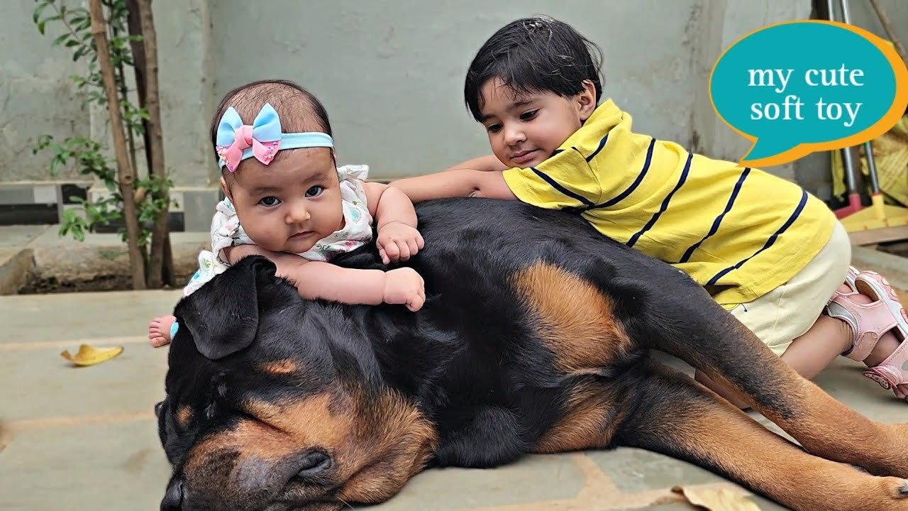 Funniest🤣🤣 puppy dogs 🐕 and cats🐈 video