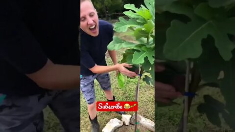 Jenny was SUPER EXCITED ABOUT eating a fig, UNTIL… 😂 #shorts #viral #tiktok