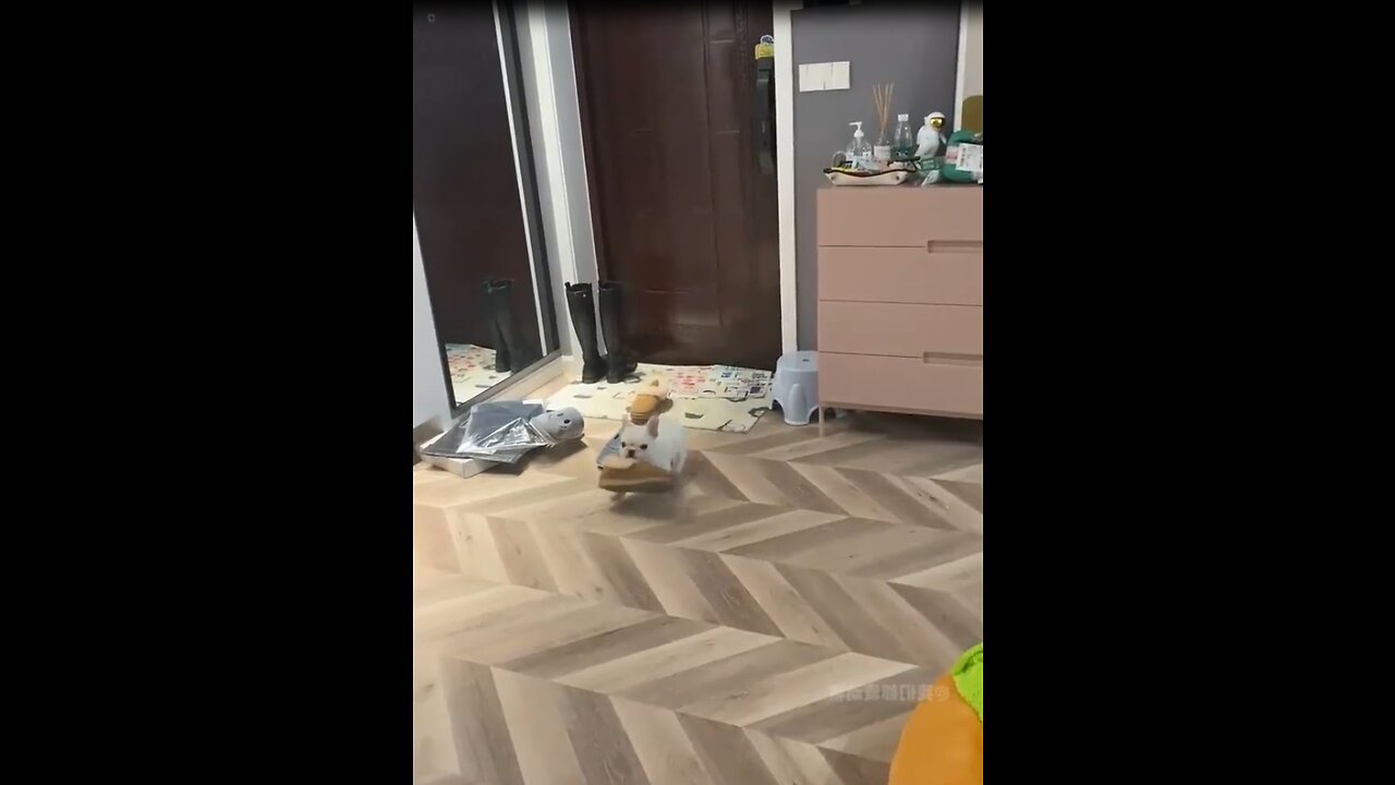 The owner is going out, the dog helps the owner to get the shoes