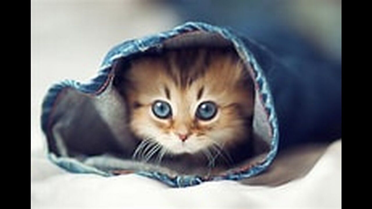 CUTEST ANIMALS TO RELIEVE STRESS!