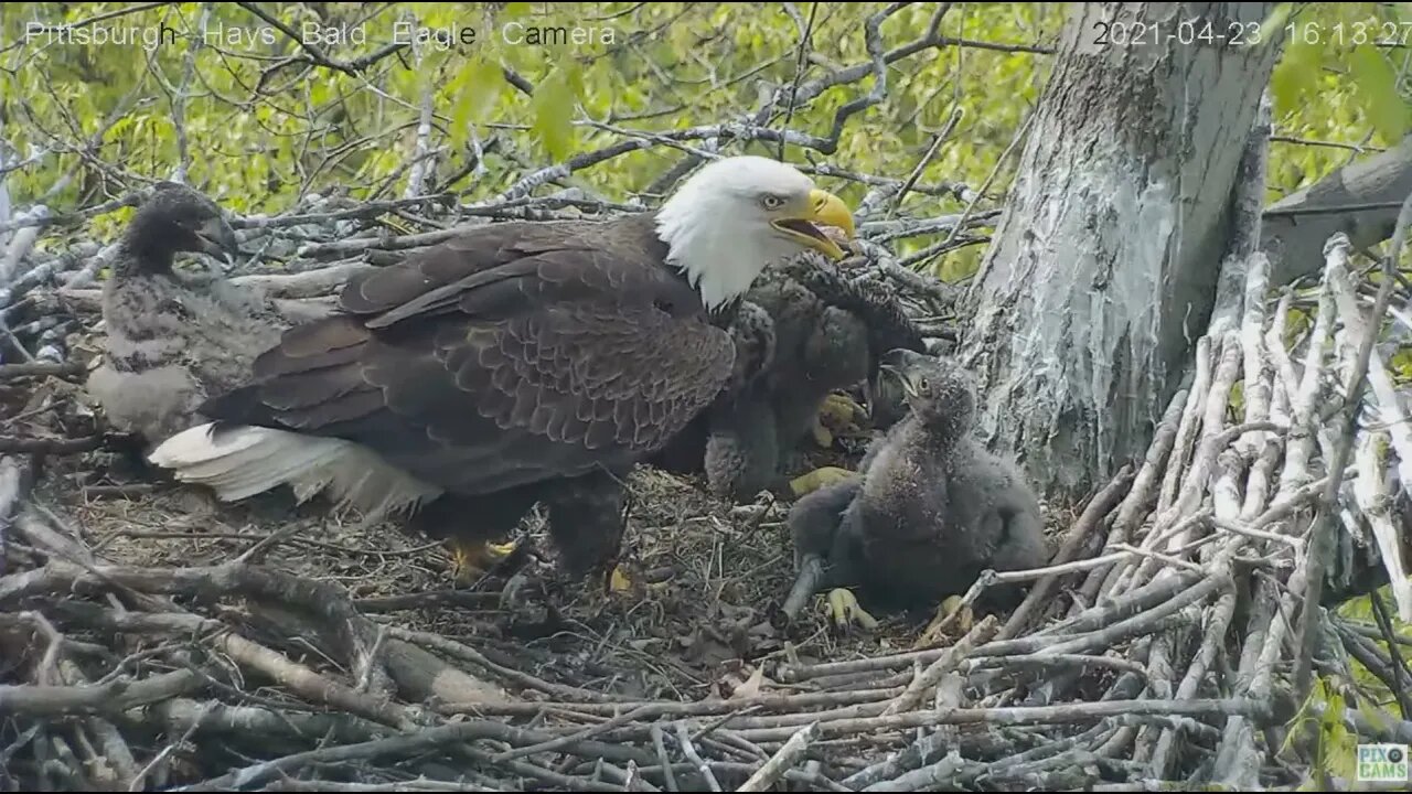 Hays Eagles Mom comes in with a stick, gives it to H15 2021 04 23 16:13