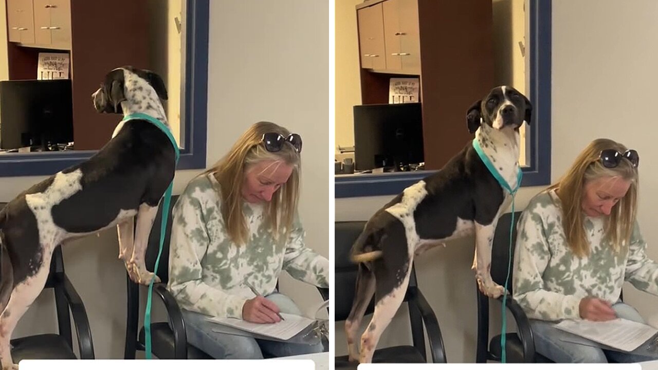 Super-excited Pup Waits For New Mom To Fill The Adoption Papers