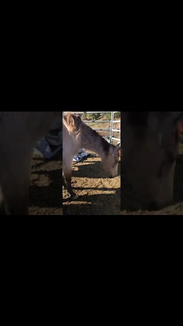 Last days before Arthur rescue horse is euthanised 💔🥲