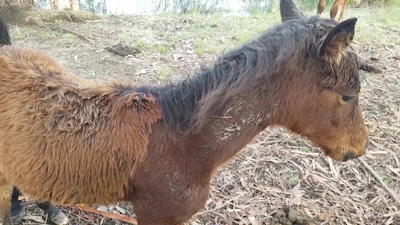 Baby brumbies rehomed after being caught in the wild.