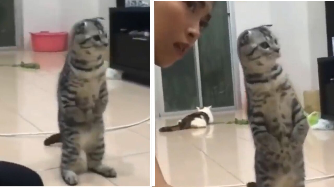 Funniest Cats 😹 - Don't try to hold back Laughter