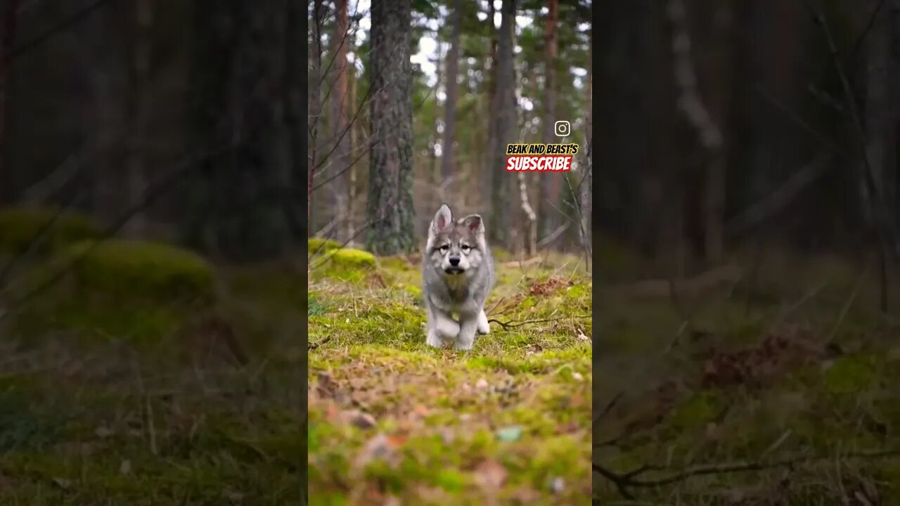 My Name Is Billy #wolf #baby #dog #puppy #wildlife #viral #new #trending #shorts #cute #1k #fypシ #1k
