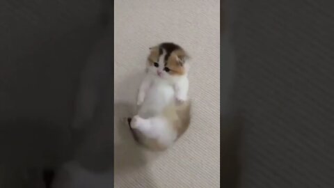 funny cat videos | cute cat videos| cute animals funny cats #shorts #shortsfunny #cutecat #funnycat