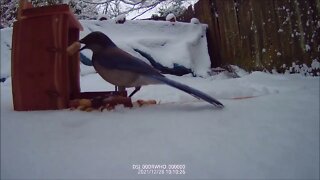 Ride Along with Q #304 - Squirrel Feeder 06 - Side View 12/28/21 0913-1637 - Videos by Q Madp