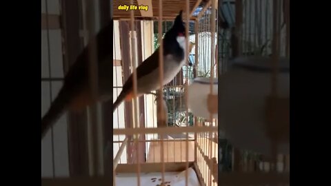 Very funny singing crested bird | daily life vlog