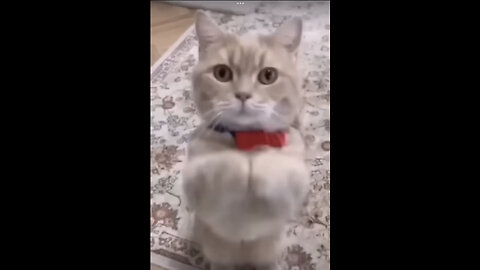 Funny cat dance