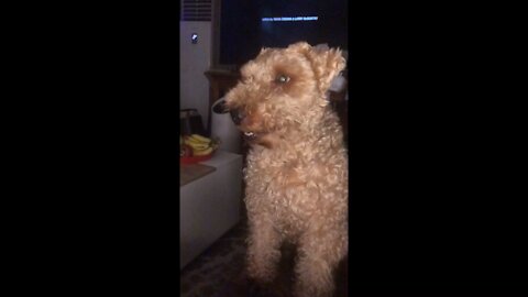 Welsh Terrier Dog Sits on Sofa For Morsel