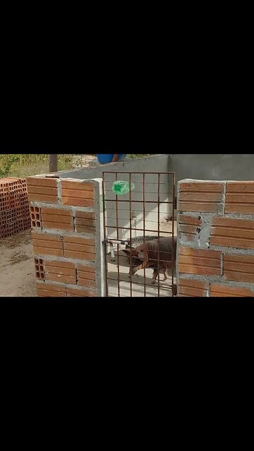 Criando porcos na Baia Suínos #Nordeste