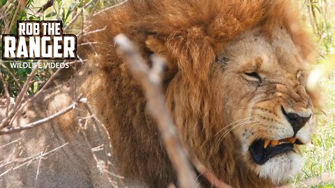 Romantic Lions? | Maasai Mara Safari | Zebra Plains