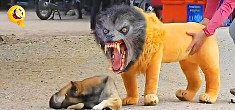 Troll Prank Dog Funny & fake Lion and Fake Tiger Prank To dog & Huge Box Prank to dog