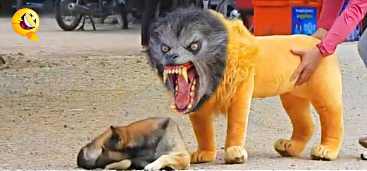 Troll Prank Dog Funny & fake Lion and Fake Tiger Prank To dog & Huge Box Prank to dog