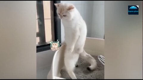 Funniest Cats and Dogs Movements