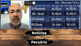 Boi gordo segue em queda. Bezerro no MS perdeu R$ 422 por cabeça desde março de 21.