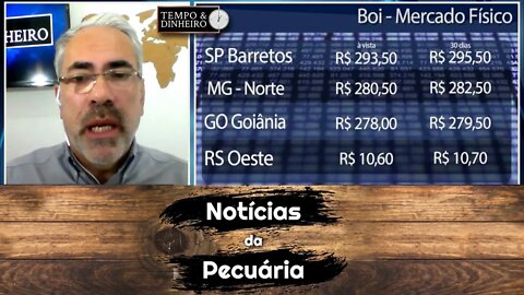 Boi gordo segue em queda. Bezerro no MS perdeu R$ 422 por cabeça desde março de 21.