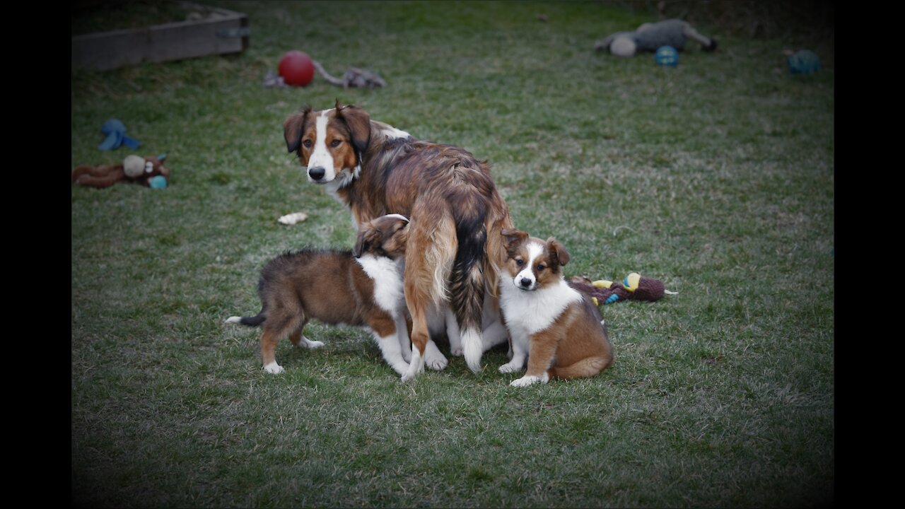 Starlight English Shepherds