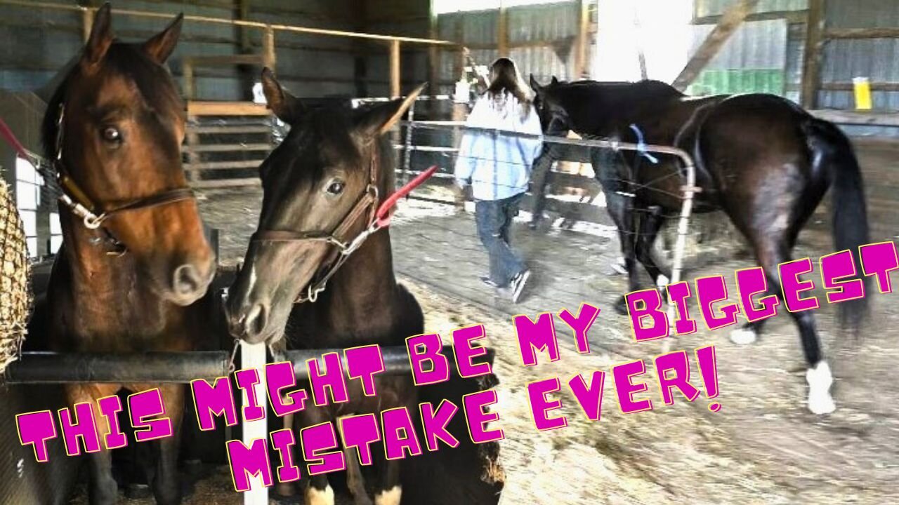 We Brought Our Horses Home!