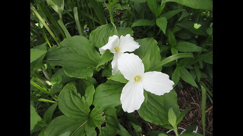 May Trillium Trillium May 2022