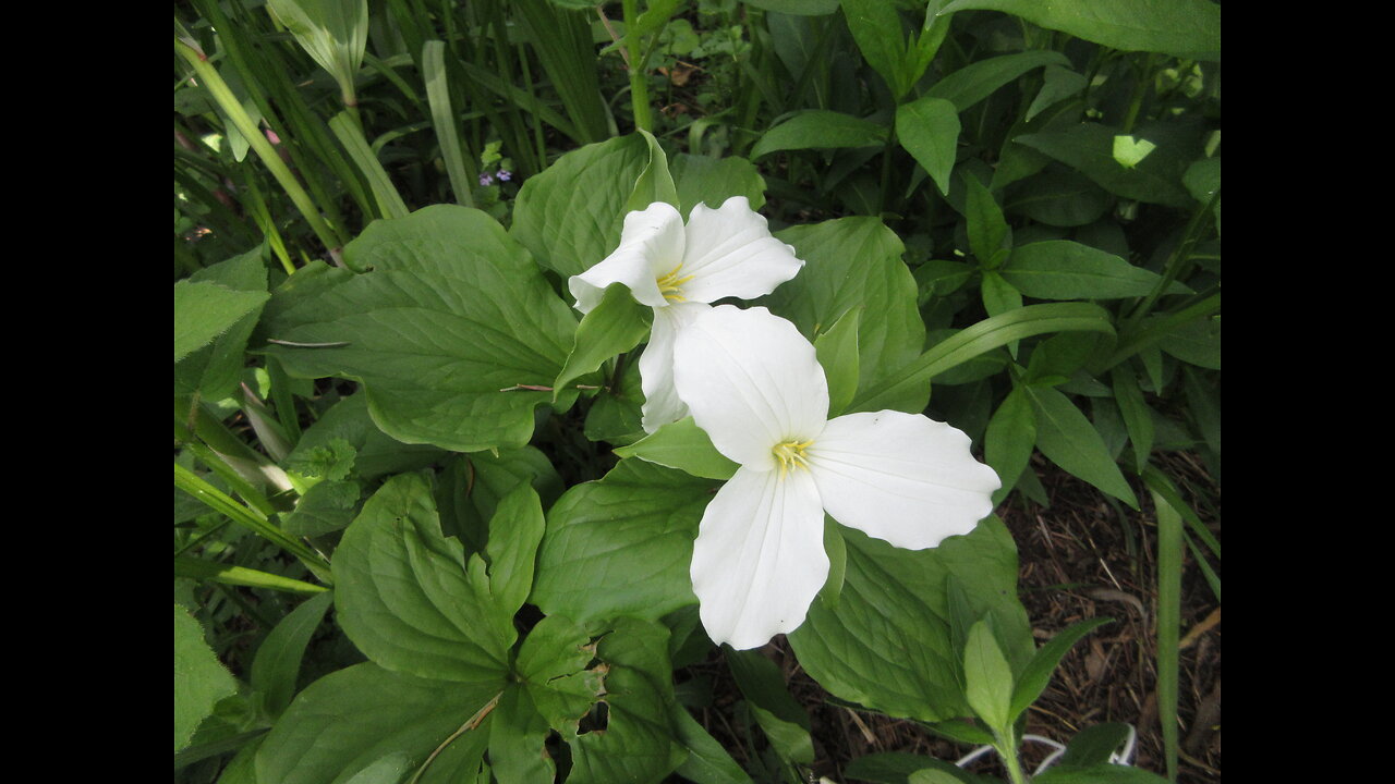 May Trillium Trillium May 2022