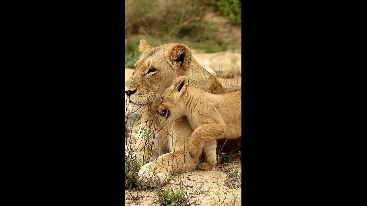 Hungry cubs with mom!