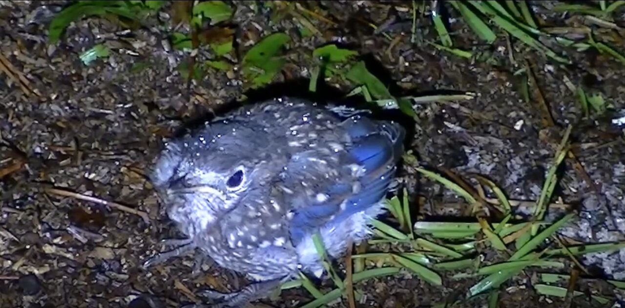 Bluebird fledgling baby birds