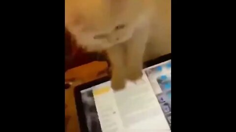 when you mess around with cat! 🤦‍♀️😬😂😍