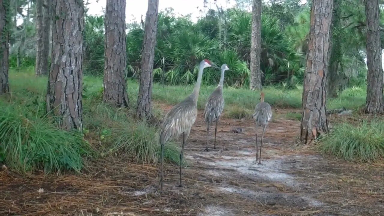 Wildlife watch Saturday Sandhill Cranes