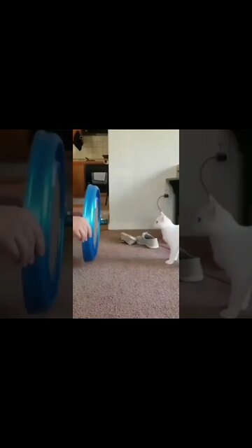 funny cats | shorts | #shortsvideo