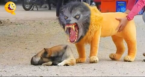 Prank on dog trolling them by fake tiger and lion